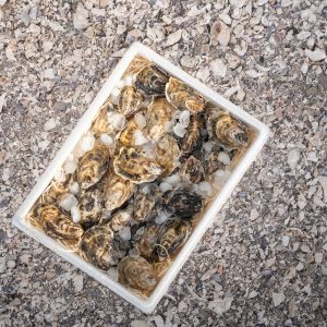 24 PREMIUM LARGE OYSTERS IN A BOX